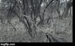 Hổ mang hốt hoảng leo lên cây cao, lửng mật lao theo truy sát: Kết cục ra sao?