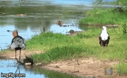 Video: Định làm ngư ông đắc lợi, đại bàng bị chim diệc dạy cho bài học nhớ đời