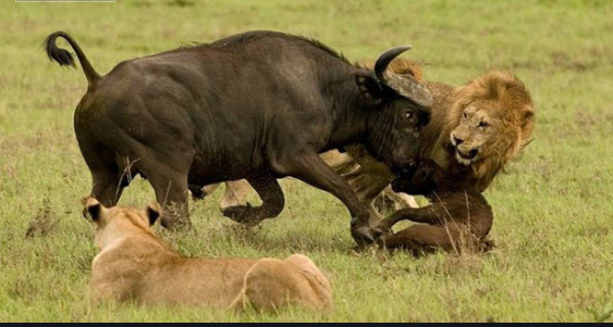 Video: Điên cuồng truy sát trâu rừng, sư tử đột nhiên sợ hãi bỏ chạy 