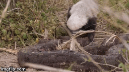 Video: Lửng mật bạo gan xé xác trăn khổng lồ khiến người xem 