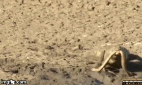 Video: Rắn mamba đen độc nhất thế giới nhận kết cục thê thảm khi đụng độ cả cá sấu và đại bàng