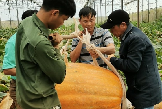 Chiêm ngưỡng quả bí ngô lớn nhất Việt Nam, dài 1,2m, nặng hơn 126 kg