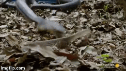 Video: Giỡn mặt với hổ mang chúa, rắn chuột lãnh cú đớp tử thần rồi bị kẻ thù nuốt sống