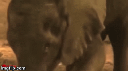 Cuộc chiến sinh tồn: Vua đầm lầy mai phục tóm gọn voi rừng trong nháy mắt 