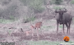 Video: Cố cứu con nhưng linh dương lại có hành động vụng về khiến nó hối hận cả đời