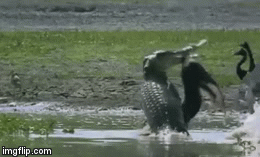 Video: Kangaro bị “quái thú” quật xác, xé nát trong chớp mắt