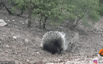 Video: Báo hoa mai tự chuốc “đau đớn” vì cả gan chọn loài vật này để tấn công