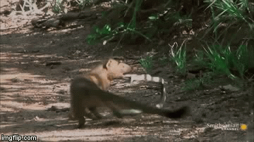 Video: Dại dột “cà khịa” cầy Mangut, rắn Mamba bị kẻ hiếu chiến cắn gục tại chỗ