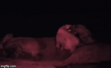 Video: Ngày bị ăn hiếp, tối đến linh cẩu lên kế hoạch tàn độc trả thù sư tử 