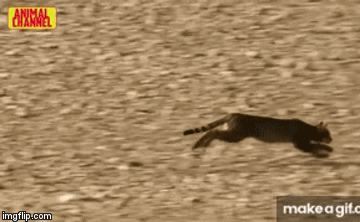 Video: Dại dột đứng một mình, bồ câu bị tay săn mồi lão luyện diệt gọn trong chớp mắt