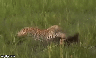 Video: Lửng mật đấu tay đôi với báo hoa mai, ai là kẻ phải cuống cuồng bỏ chạy?