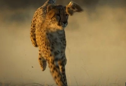 Video: Cận cảnh báo săn mồ côi học cách săn mồi