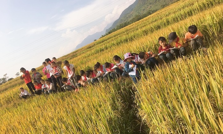 Tiết học kỳ lạ trên cánh đồng lúa chín khiến học sinh không muốn về nhà