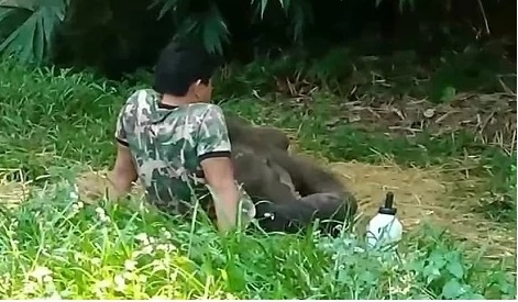 Video: Xúc động cảnh voi con mồ côi sà vào lòng cha nuôi khi bị đàn bỏ rơi