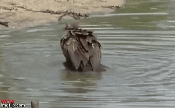 Video: Mải mê ăn xác thối, kền kền bất ngờ bị 1 “bóng đen” kéo xuống nước ăn thịt