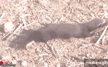 Video: Sở hữu nọc độc đáng sợ, rắn đuôi chuông vẫn bị loài này cắn nát đầu