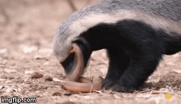 Video: Lửng mật tung nhát cắn chí mạng, hạ gục rắn trong chớp mắt