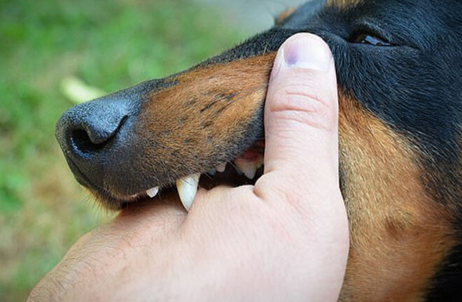 Xót xa bé trai 5 tuổi tử vong sau khi bị chó cắn