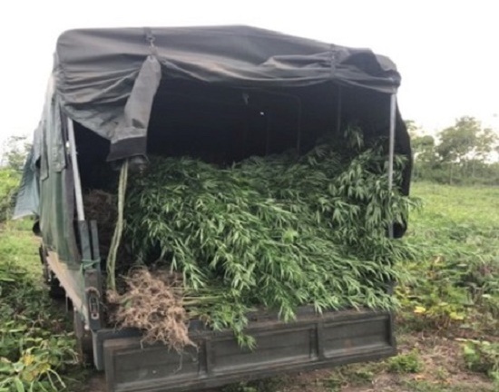 Gia Lai: Phát hiện hơn 2000 cây cần sa trồng trên rẫy