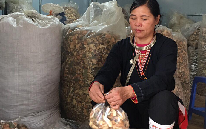 Nắm lá rừng chữa khỏi bệnh đau nhức xương khớp 