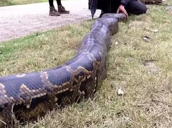 Người dân hoảng sợ phát hiện trăn khổng lồ 100 tuổi bị đồn thành tinh