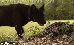 Video: Chó rừng hoảng hốt vì chạm trán đối thủ đáng gờm