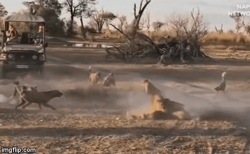 Video: Sư tử cắn gãy cổ chó hoang để bảo vệ con