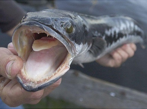 Cá đầu rắn phương Bắc: Loài 