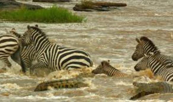 Video: Ngựa vằn thoát chết trong gang tấc khi bị cá sấu phục kích 