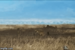 Video: Nhanh như báo săn cũng phải “tắt điện” khi đối đầu với loài vật này