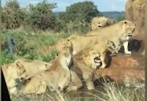 Video: Chó tấn công đàn sư tử và cái kết bất ngờ