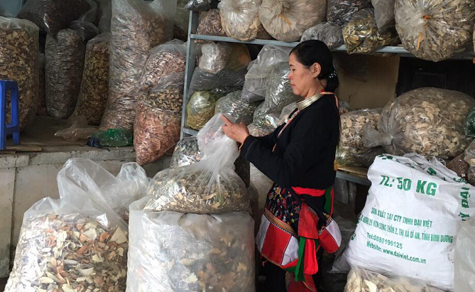 Bài thuốc quý từ rừng già chữa khỏi thoái hóa xương khớp, thoát vị, viêm khớp, gai đôi, vôi hóa