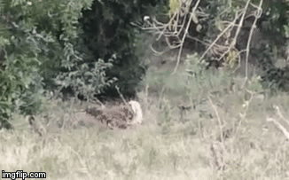 Video: Cuộc chiến