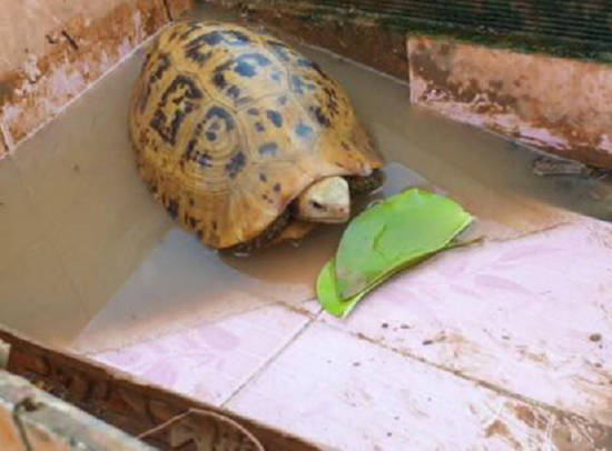 Bắt được rùa có màu lạ ở Bình Dương