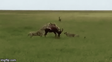 Video: Linh dương rơi vào thế bí vẫn dạy cho báo săn một bài học đắt giá