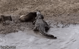 Video: Nhìn mẹ bị kẻ thù lôi xềnh xệch xuống nước, linh dương con sợ hãi không đứng nổi dậy