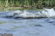 Video: Sang sông đúng lúc cá sấu đang mai phục, sư tử phải trải qua trận chiến kinh hoàng