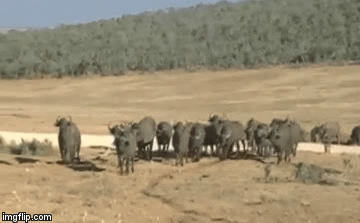 Video: Xót xa trâu rừng giãy giụa trong tuyệt vọng chờ đồng loại tới cứu