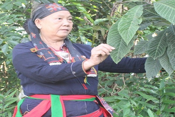'Lão y núi Tản' 'tái sinh' hàng vạn bệnh xương khớp mãn tính