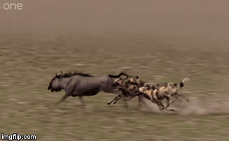 Video: Màn rượt đuổi kịch tính giữa chó hoang và linh dương đầu bò, kết cục sẽ ra sao?