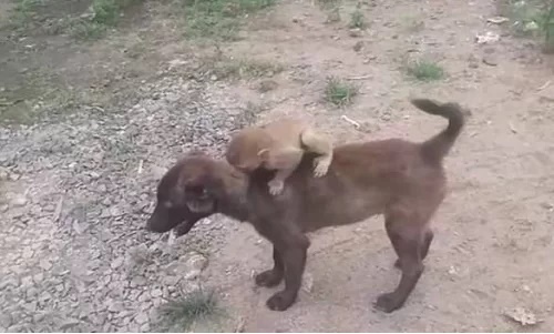 Video: Chó cõng khỉ con lạc mẹ tới đồn cảnh sát để nhờ giúp đỡ