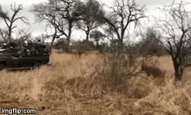 Video: Báo hoa mai sắp hạ gục lợn bướu thì bóng đen lạ bất ngờ lao tới