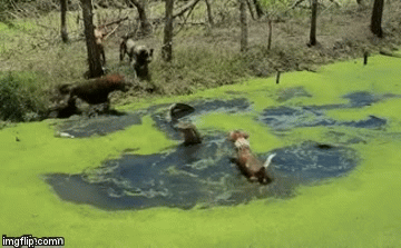 Video: Màn thủy chiến ác liệt giữa kỳ đà và 4 con chó nhà, kết cục sẽ ra sao?