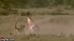 Video: Linh dương điên cuồng tấn công, húc thủng bụng báo săn