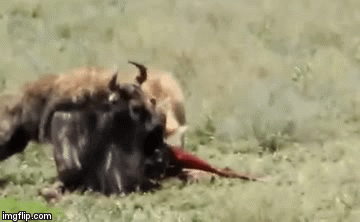 Video: Linh dương đầu bò tội nghiệp bị 2 con linh cẩu xé xác ngay khi còn sống