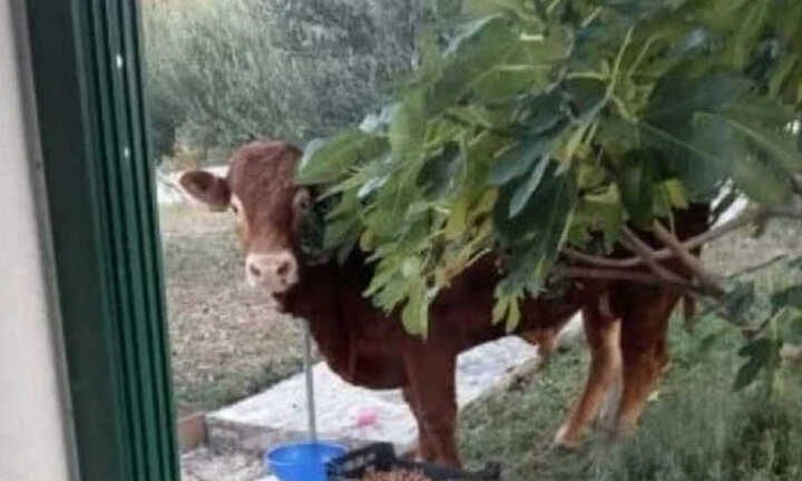 Bò trốn thoát khỏi lò mổ, cả châu Âu gây áp lực bắt chủ phải trả tự do