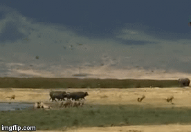 Video: Nguy hiểm như sư tử cũng phải chạy toán loạn khi đụng độ loài vật này