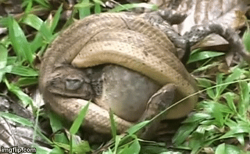 Video: Bị tấn công, ếch dùng chiêu độc khiến trăn khổ sở