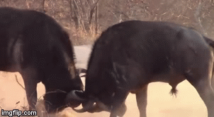 Video: Cuộc chiến khốc liệt của hai “chiến binh” hung hăng bậc nhất châu Phi, kết cục sẽ ra sao?