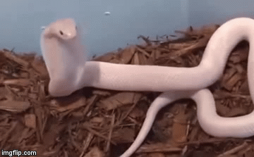 Video: Cận cảnh con rắn hổ mang chúa bạch tạng siêu hiếm trong tự nhiên